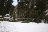 Horski zachranari pomohli styrom zranenym turistom po pade stromu