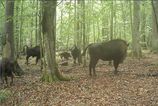 Vlky zautocili na mladata zubra v Polsku Vedci zachytili dramaticky lov na videa