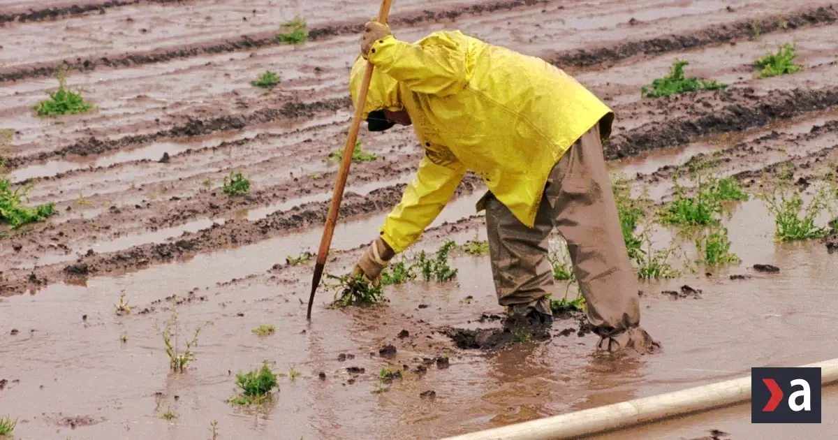 Fenomén El Niño vystavuje milióny latinskoamerických detí riziku sucha a záplav