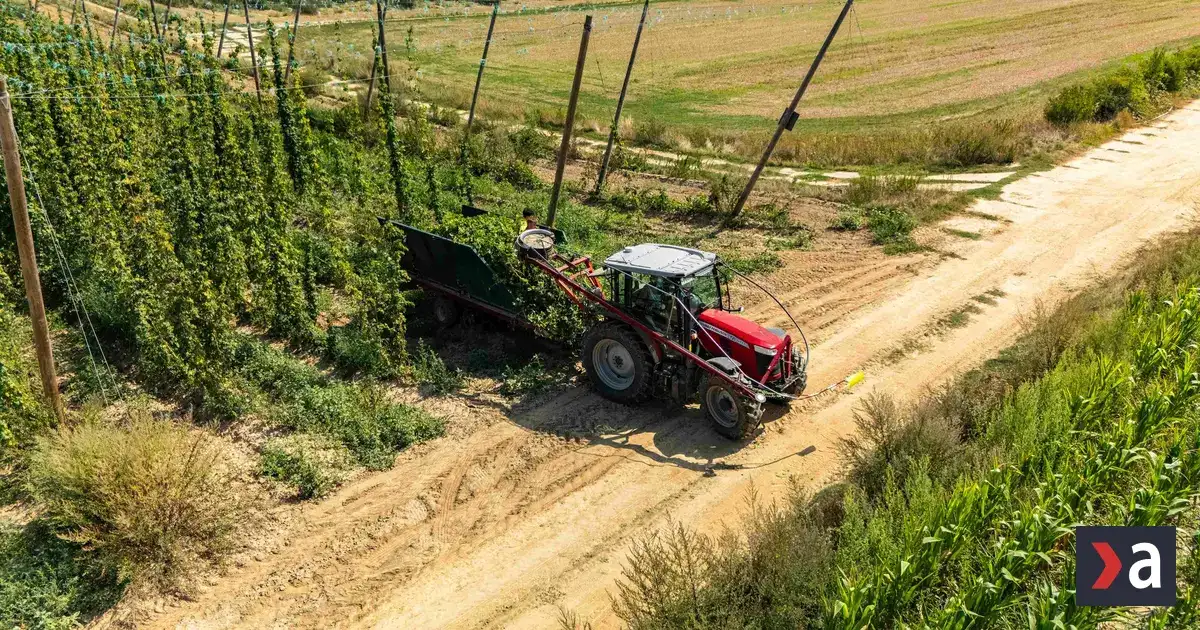 Slovenskému chmeliarovi pomohli s tohtoročnou úrodou dáta z projektu PRE CHMEĽ 3 Slovenskému chmeliarovi pomohli s tohtoročnou úrodou dáta z projektu PRE CHMEĽ