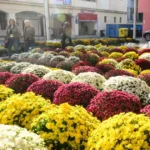 Chryzantémový čaj posilní imunitu a oddiali starnutie