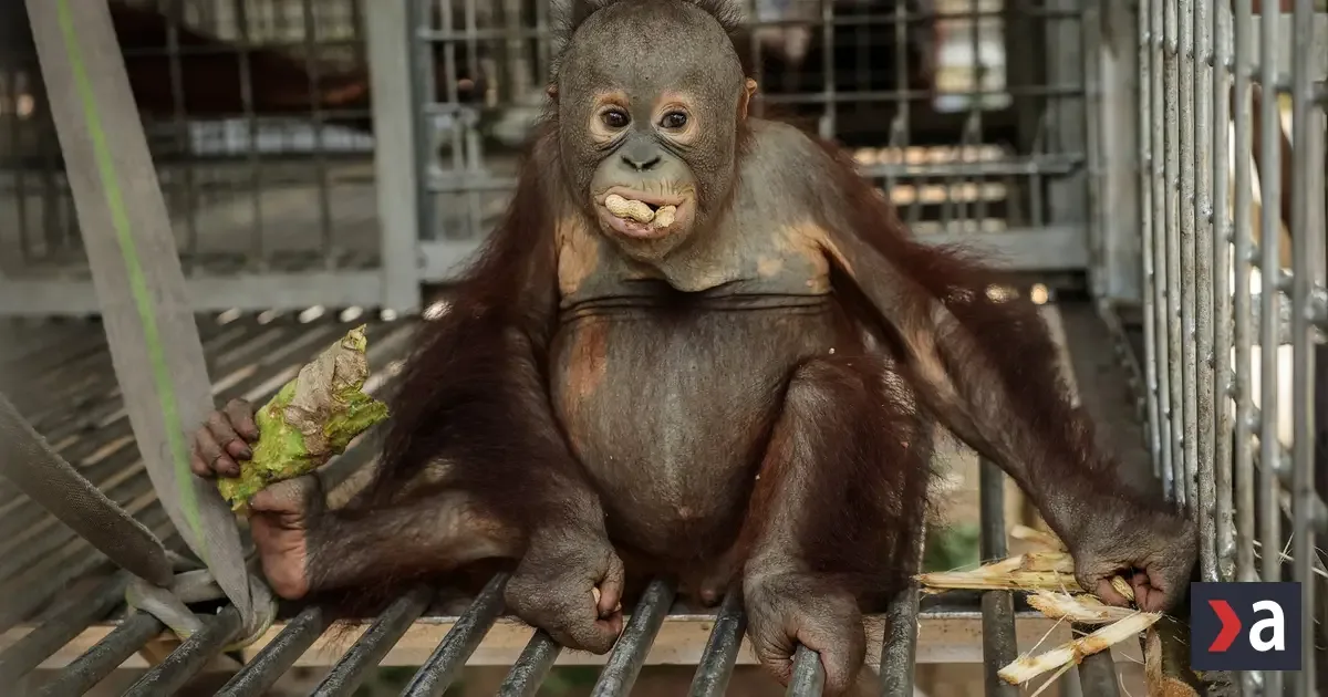 Požiar na Borneu a Sumatre ničí biotopy, zachránili desiatky orangutanov