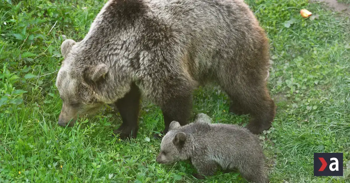 Pri Liptovskom Mikuláši spozorovali medveďa, zásahový tím monitoruje oblasť 2 Pri Liptovskom Mikuláši spozorovali medveďa, zásahový tím monitoruje oblasť